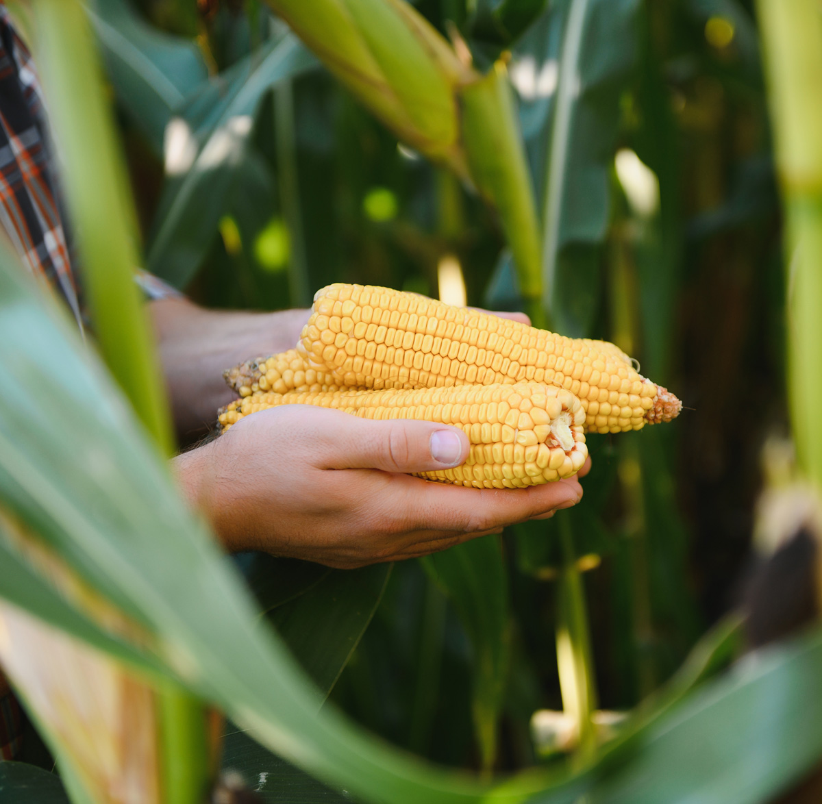 a-man-inspects-a-corn-field-and-looks-for-pests-s-2024-04-22-16-39-46-utc